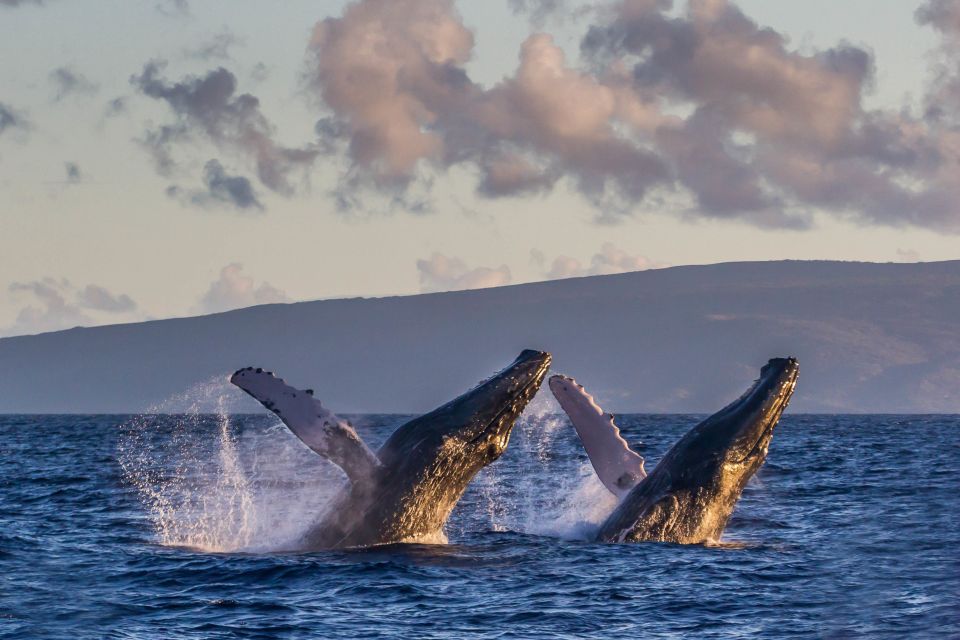 Maui: Eco-Friendly Whale Watching Tour From Maalaea Harbor - Whale Sightings Guarantee