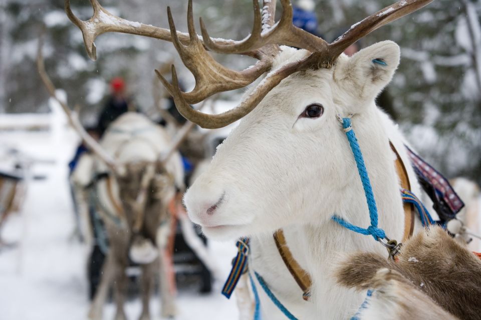 Meeting Santa Claus & Arctic Reindeer Safari & Hug Huskies - Meeting Santa Claus