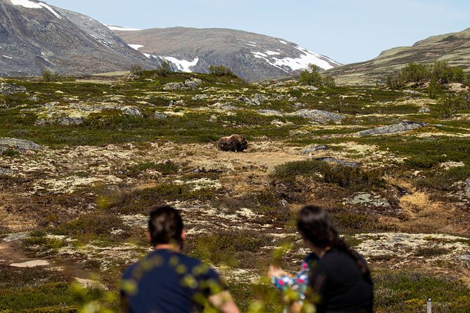 Muskox Safari From Hjerkinn | Dovre & Lesja Aktiv - Meeting Point and Pickup