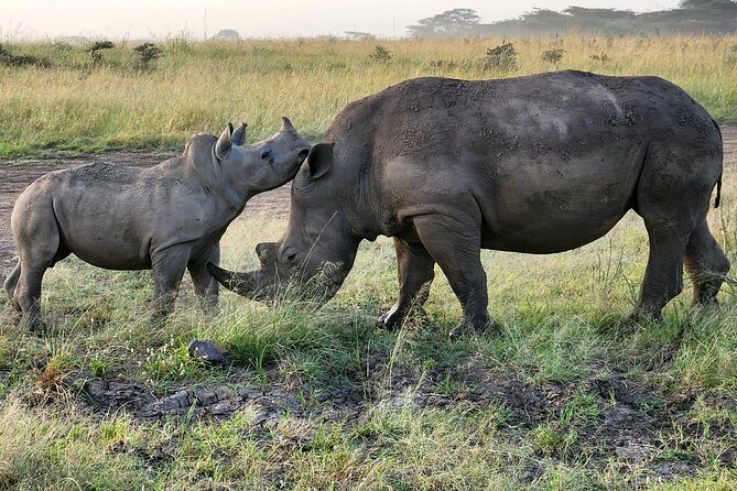 Nairobi National Park and Giraffe Center Tour - Wildlife Sightings