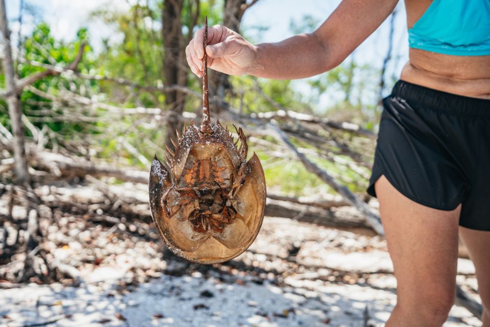 Naples, FL: Manatee, Dolphin, 10,000 Islands Beach Eco Tour - Tour Guide and Accessibility