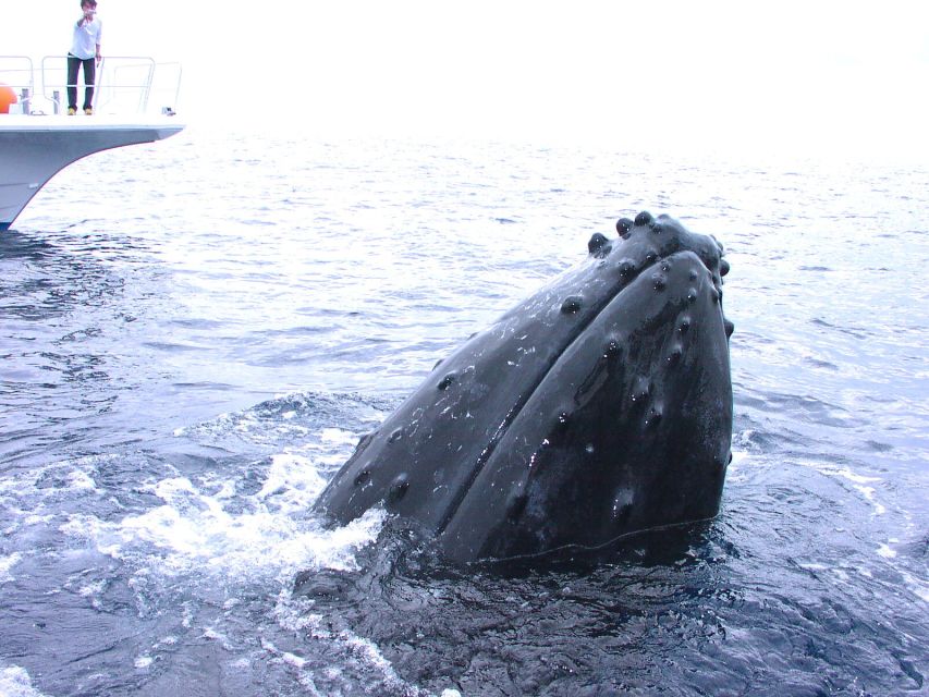 National Park Kerama Islands 2 Boat Fan Diving (With Rental) - Restrictions and Notes