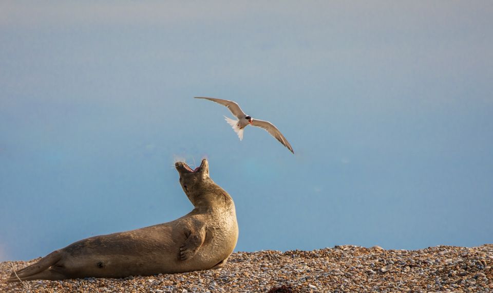 Norfolk: Hidden Gems Game and Big Britain Quiz Tour App - Inclusions and Pricing Details