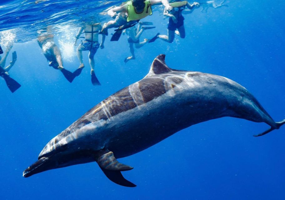 Oahu: Swim With Dolphins, Turtle Snorkel Tour and Waterslide - Recommended for Swimmers