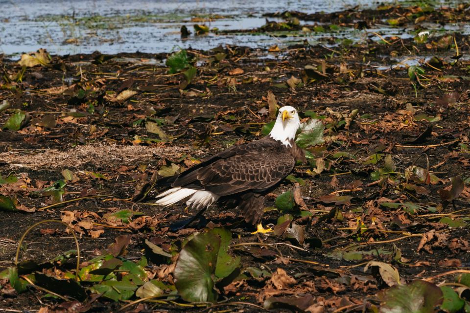 Orlando: Florida Everglades Wildlife Airboat Tour - Recommendations and Reviews