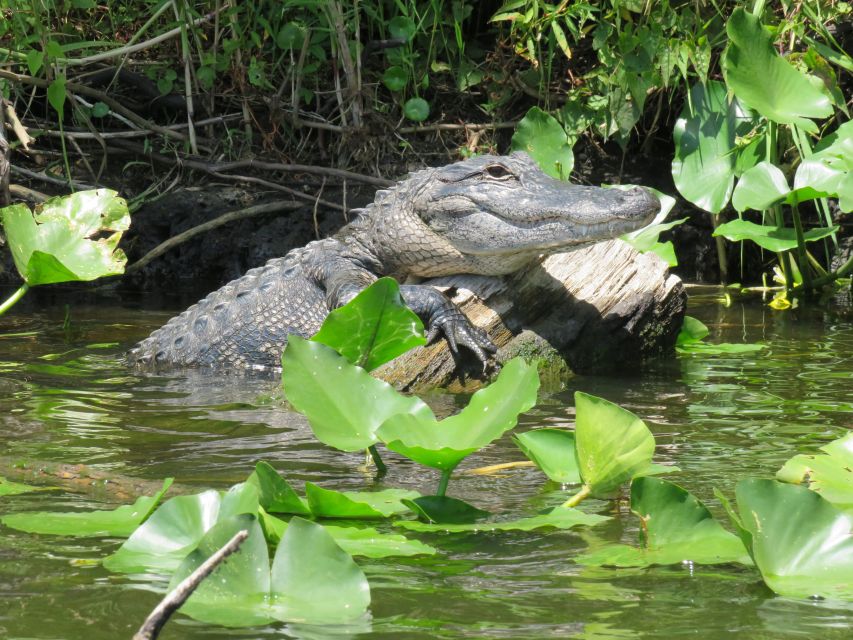 Orlando: Small Group Manatee Discovery Kayak Tour - Customer Feedback