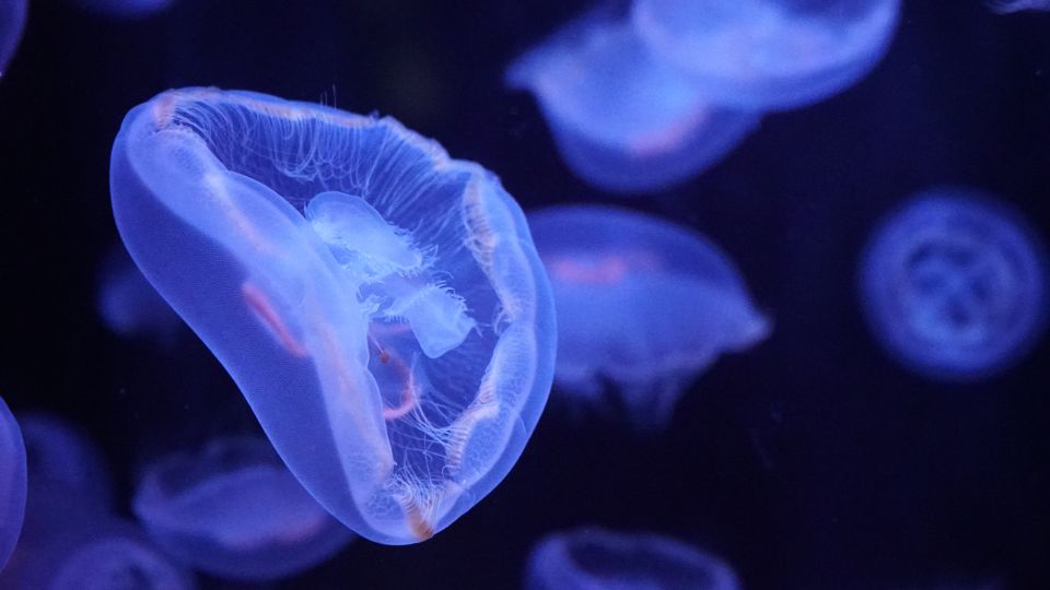 Paris: Aquarium De Paris Entrance Ticket - Wheelchair Accessibility