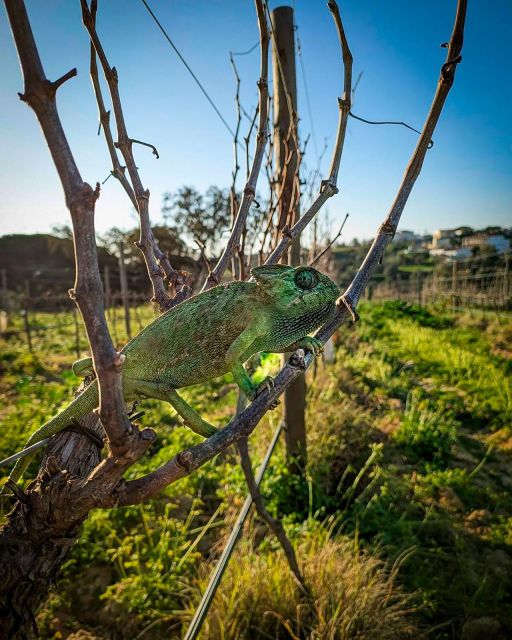 Porches: Vineyard Picnic Experience in the Algarve - Memorable Experiences