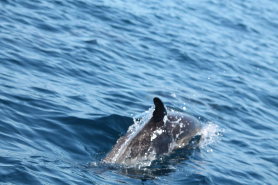 Portimão: 2-Hour Dolphin Watching Boat Tour - Suitable and Unsuitable Participants