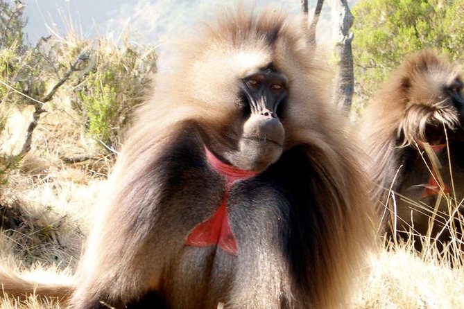 Private Day Trip to Debre Libanos Portuguese Bridge Galada Baboon - Pricing and Reviews