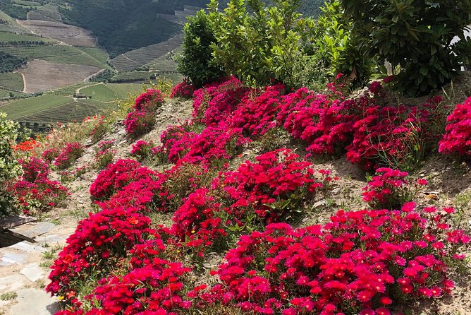 Private Douro Valley Tour Includes Wine Tasting and Boat Tour - Pricing and Availability