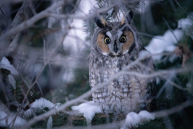 Private Guided Owl Prowl to Observe and Photograph Wild Owls - Private Tour Details