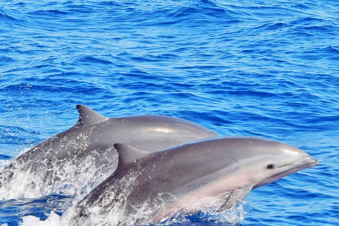 Private Premium Whale and Dolphin Safari St Lucia - Whale and Dolphin Sightings