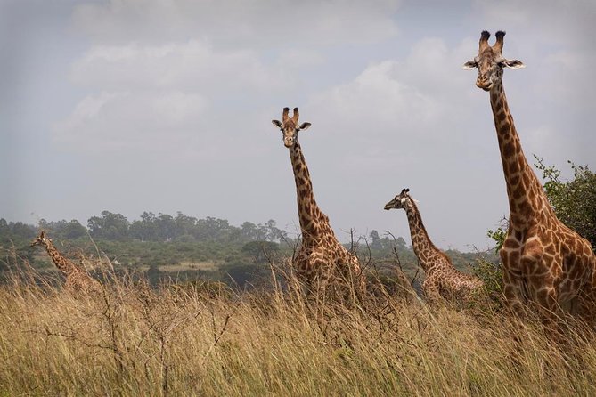 Private Safari Nairobi National Park in 4*4 Landcruiser - Transportation and Logistics