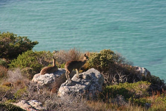 Private Tour Of Penguins, Cape Of Good Hope & Peninsula. - Scenic Chapmans Peak Drive