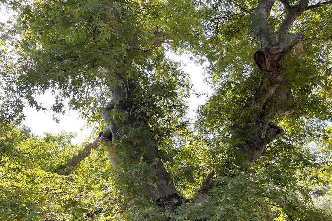 PRIVATE TOUR -Zeus Cave-Old Villages-Olive Oil - From Heraklion - Visiting Zeus Cave