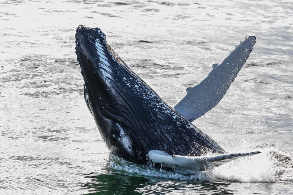 Reykjavik: Whale Watching Tour - Best Time for Whale Watching