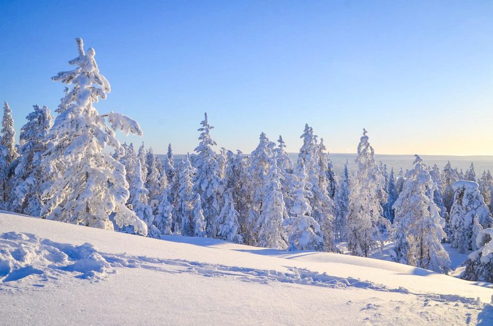 Rovaniemi: Guided Wilderness Snowmobile Ride - Safety Considerations