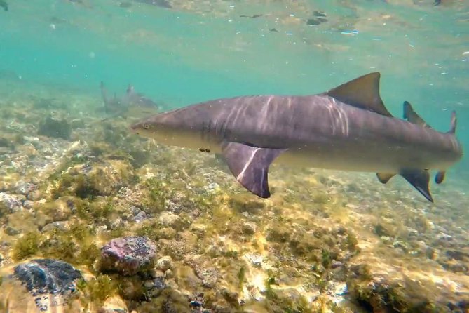 Sal Island: Shark Bay Shark Watching Experience From Santa Maria - Safety Information