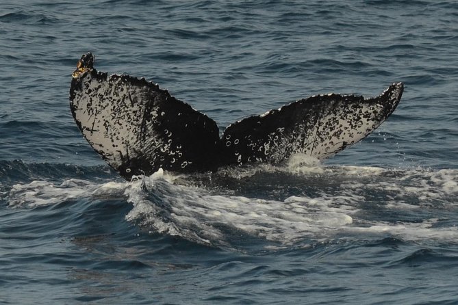 San Diego Whale Watching Tour - Scenic Views and Accessibility