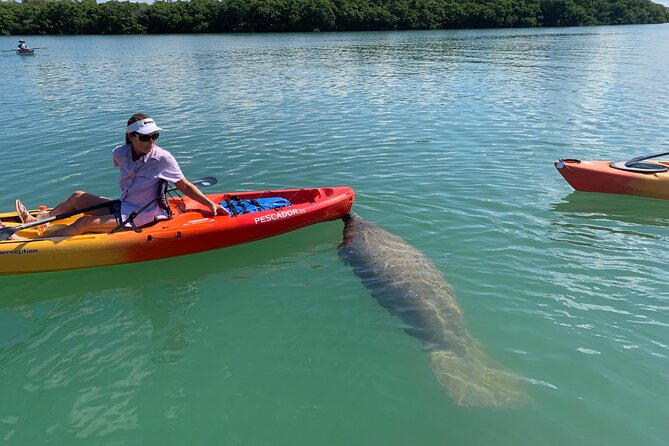 Sarasota Mangrove Tunnel Guided Kayak Adventure - Exploring the Mangrove Tunnels