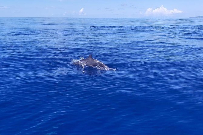 Sea Trip and Observation of Cetaceans, Dolphins in Small Groups - Booking Process and Confirmation