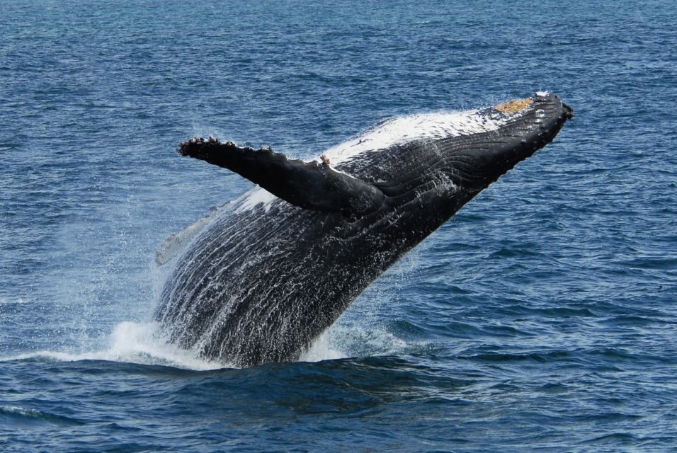 Seward: Kenai Fjords National Park Extended Cruise - Cruise Inclusions and Amenities