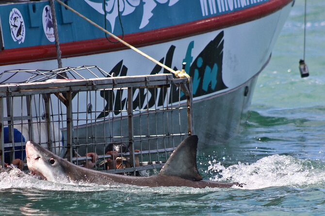 Shark Cage Diving and Viewing With Transport From Cape Town - Pickup and Drop-off Logistics