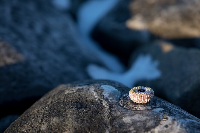 Small Group, Arctic Landscape Blue Day Tour With Creative Vacations - Natural Beauty of Tromsø