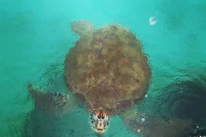 Snorkeling With Giant Turtles, the Red Church, Pamplemousses Garden & Port Louis - Included Amenities and Services