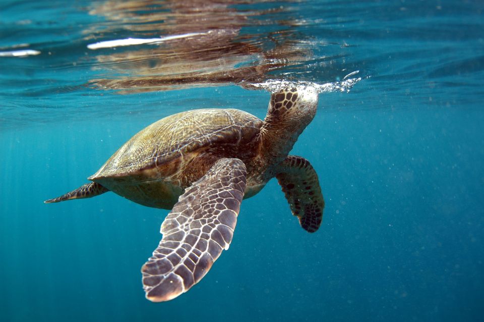 South Maui: Makena Bay Stand-Up Paddle Tour - Frequently Asked Questions