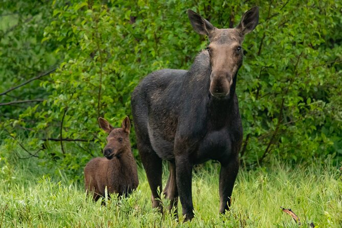 Sunrise 4-Hour Grand Teton Wildlife Adventure - Scenic Views of the Park