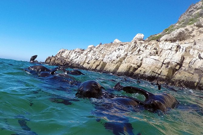 Swim With Seals - Cancellation Policy