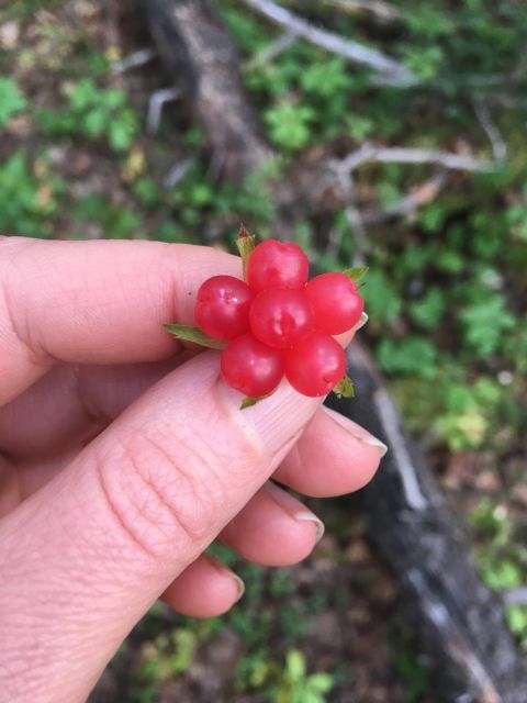 Talkeetna: A Walk in the Woods...with Reindeer! - Discover Edible and Medicinal Plants