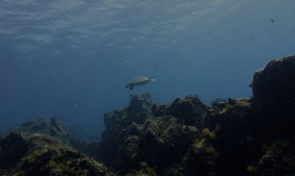 Tenerife Exclusive Snorkeling Trip With Marine Biologist - Customer Reviews