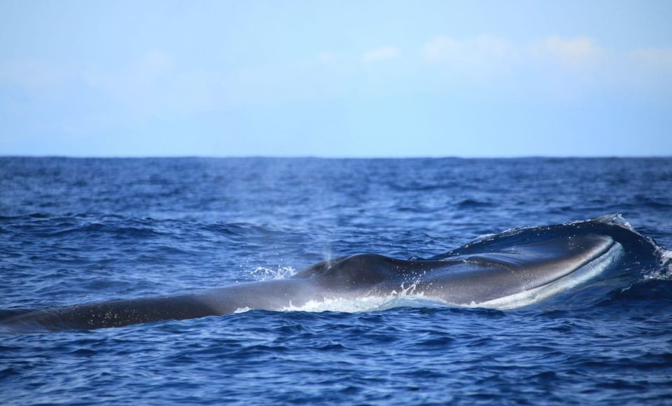 Terceira: Half-Day Dolphin and Whale Watching Tour - Customer Reviews