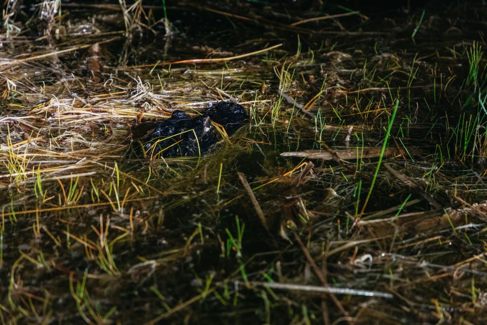 The Everglades: 1-Hour Airboat Night Tour - Customer Reviews