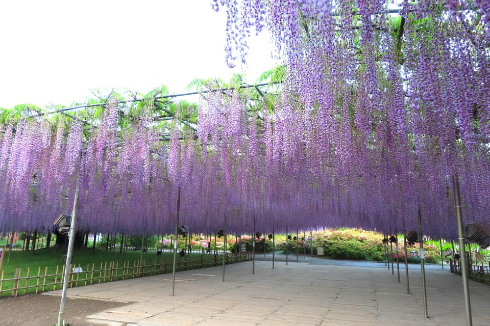 Tokyo: Ashikaga Flower Park With Entry Ticket - Train Ticket to Shinjuku Station