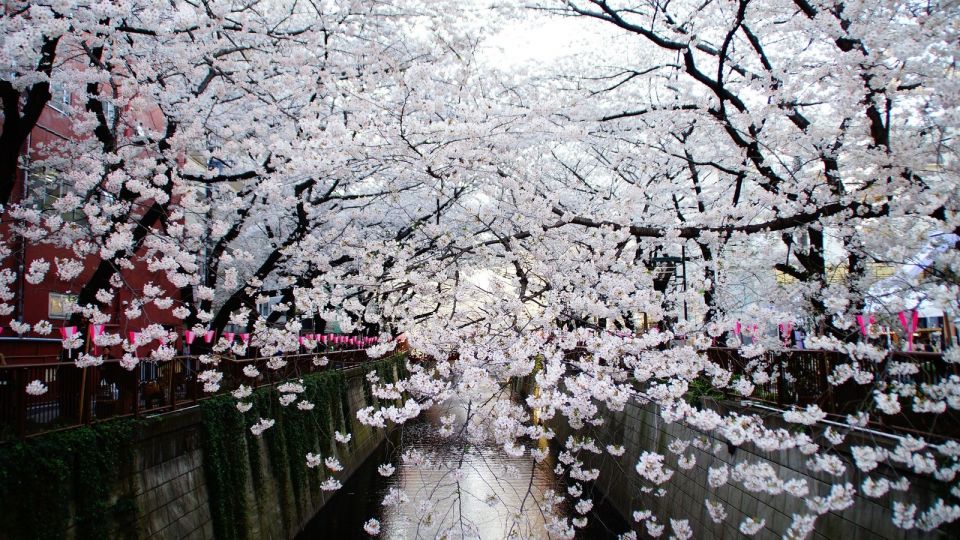 Tokyo: Private Cherry Blossom Experience - Customer Reviews