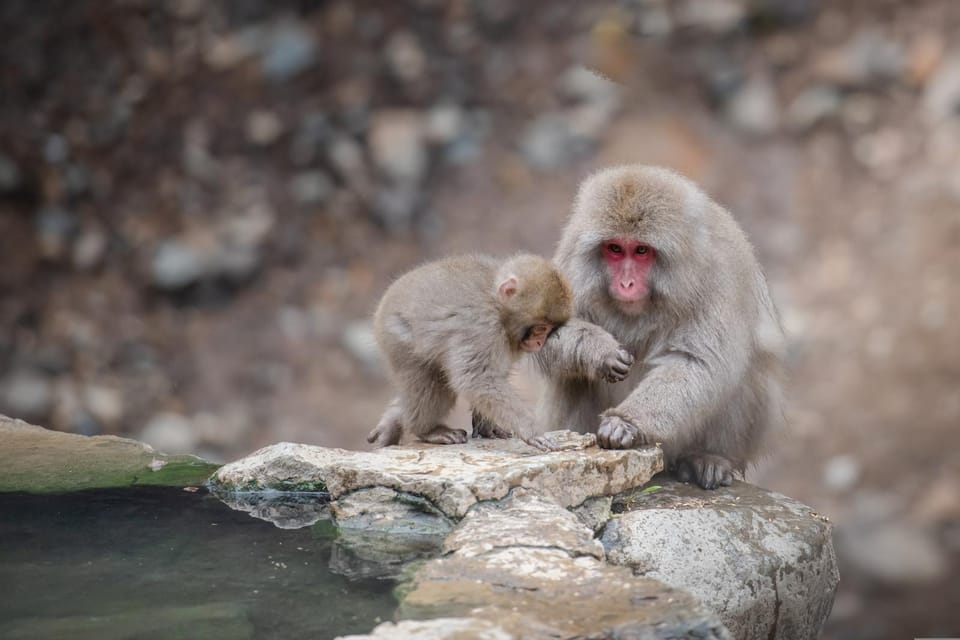 Tokyo to Nagano Snow Monkey Park & Shibu Onsen Private Tour - Important Information and Guidelines