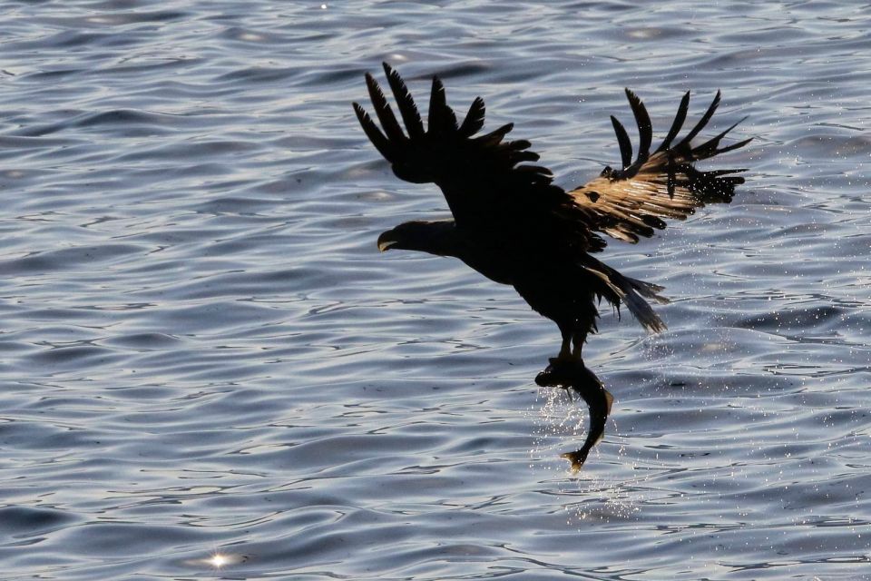 Tromsø: Wildlife Bird Fjord Cruise With Lunch and Drinks - Recommended Attire