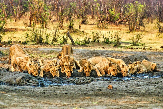 Unique Safari Game Drives in Zambezi National Park, 4 Options - Cancellation Policy