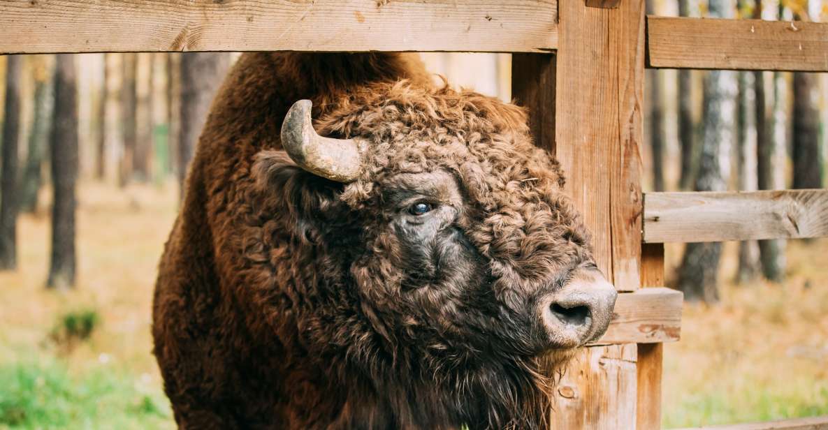 Usedom: Day Trip to Wolin National Park - Private Transport - Polish Bison and Wildlife