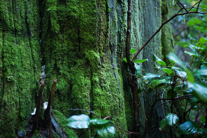 Vancouver Secrets of Stanley Park Walking Tour - Explore the Lost Village