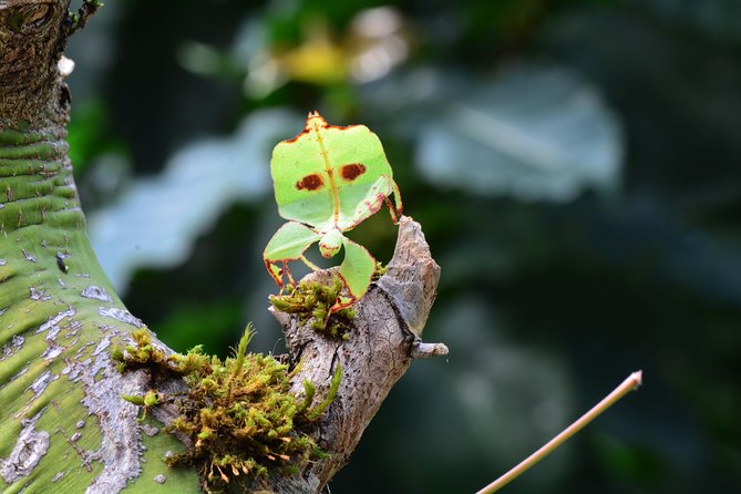 Victoria Butterfly Gardens Ticket - Arrival and Departure