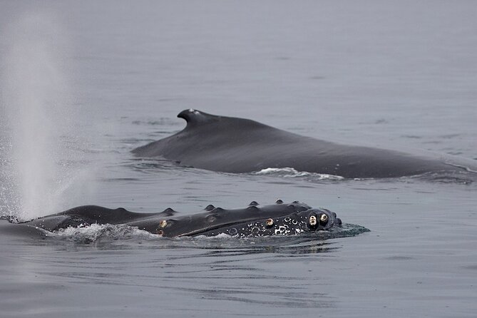 Victoria Shore Excursion: Whale-Watching Cruise With Expert Naturalist Guides - Additional Excursion Details