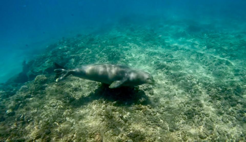 Waikiki: Monk Seal Bay Dolphin and Turtle Jet Snorkel Tour - Customer Feedback