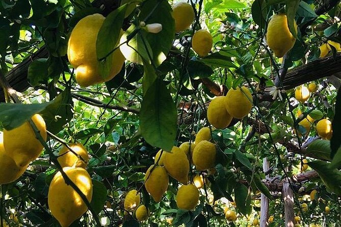 Walking Tour From Minori to Maiori Along the Path of the Lemons - Price and Cancellation Policy