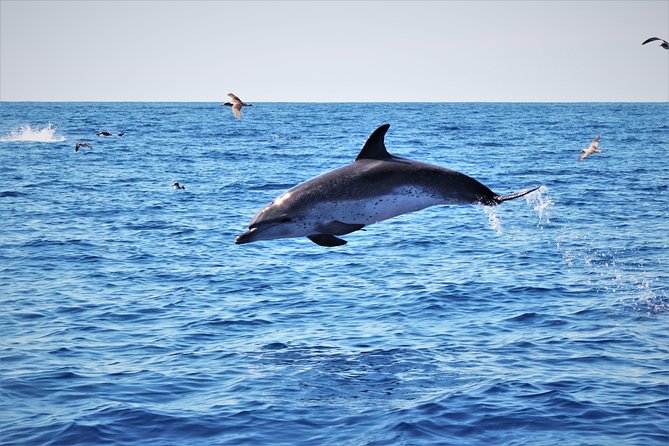 Whale and Dolphin Watching on Tercera Island - Group Size and Capacity