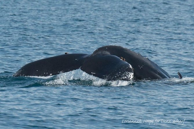 Whale Watching Excursion in Dana Point - Positive Feedback From Customers